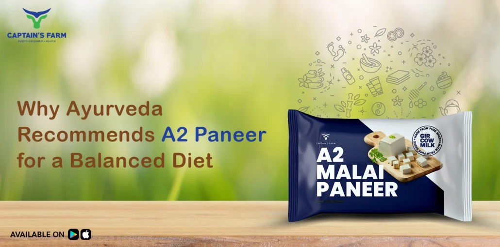 A2 Paneer